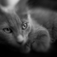 Illustration for article titled Shooting Challenge Freelensing Gallery 1